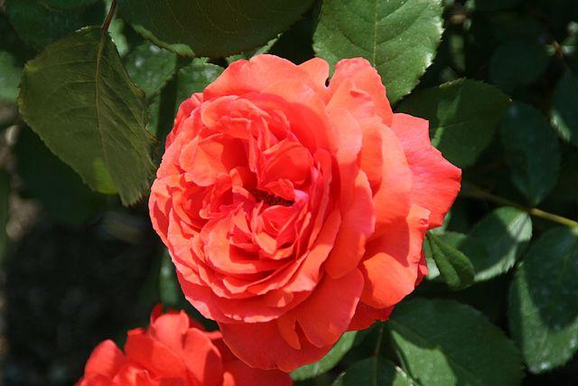 Rosa 'Fragrant Cloud' 