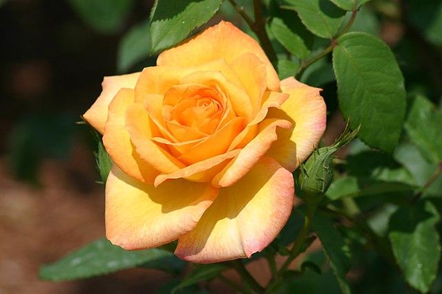Rosa 'Gold Medal' 