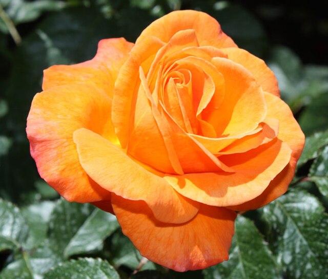 Rosa 'New Year®' - Shrub Rose - Grandiflora Rosa 