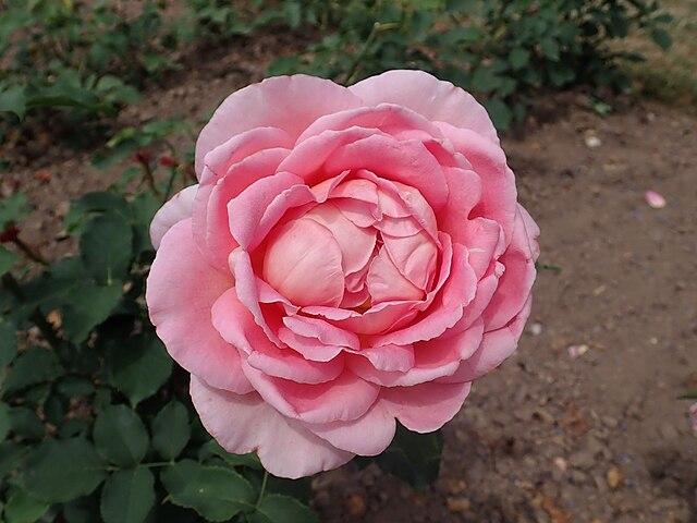 Rosa 'Tiffany' - Shrub Rose from Pleasant Run Nursery