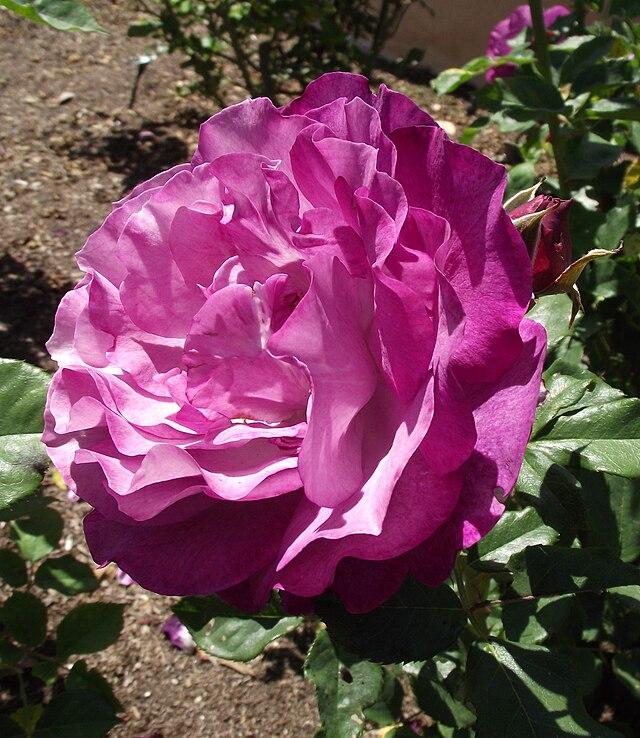 Rosa 'Wild Blue Yonder' 