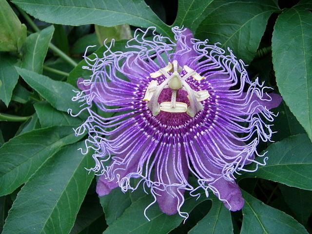 Passiflora incarnata - Purple Passion Flower 