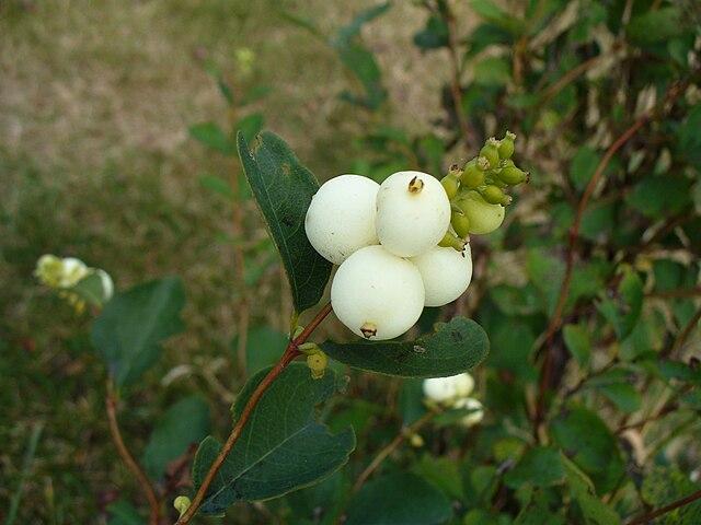 Symphoricarpos albus - Snowberry from Pleasant Run Nursery
