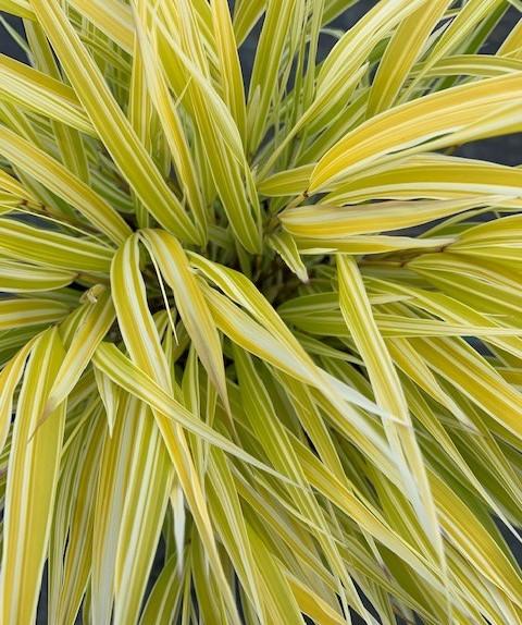 Hakonechloa macra 'Lemon Zest™' - Photo Credit: Briggs Nursery