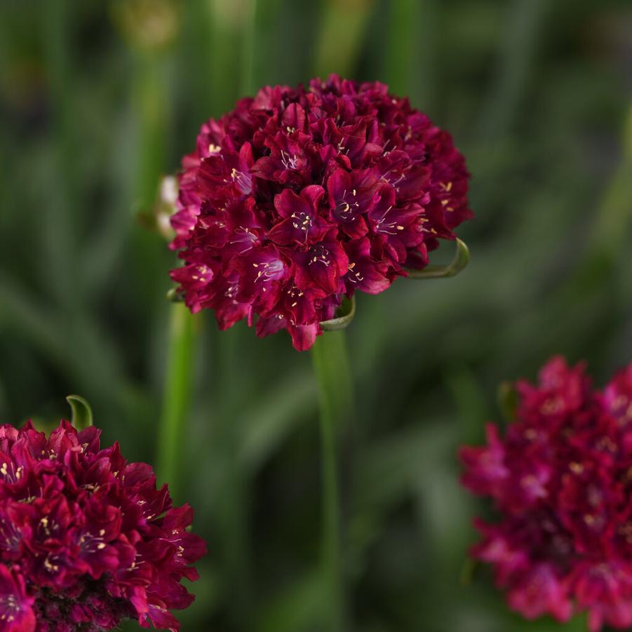 Armeria pseudarmeria DREAMERIA? 'Hypnotic Dreams' - Courtesy of Proven Winners - www.provenwinners.com