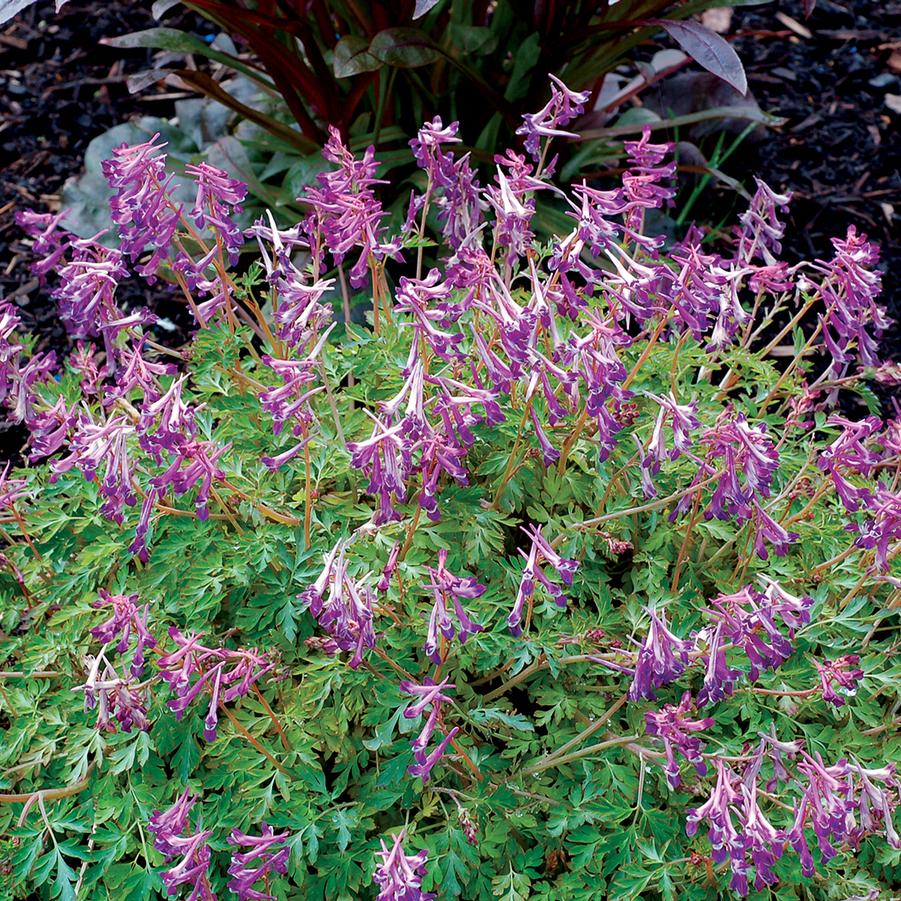 Corydalis x 'Blackberry Wine' - Photo(s) courtesy of TERRA NOVA? Nurseries, Inc.
www.terranovanurseries.com