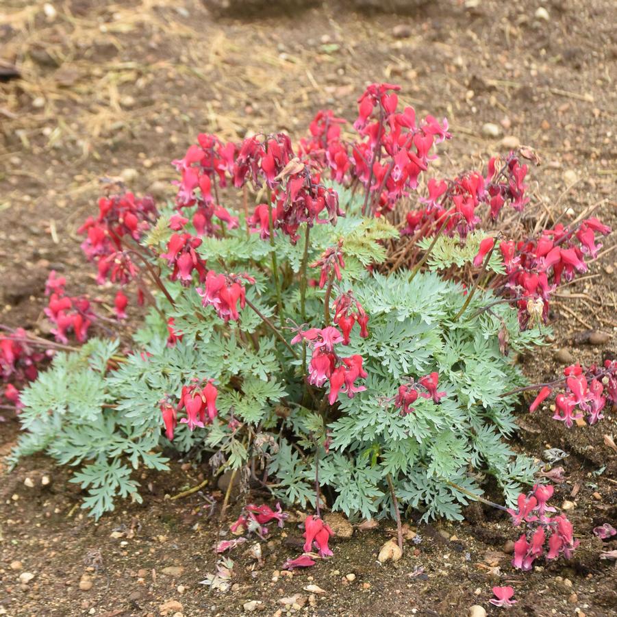 Dicentra x 'Rubies and Diamonds' - Courtesy of Proven Winners - www.provenwinners.com.
