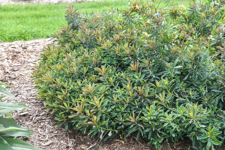 Euphorbia polycroma 'Urge to Splurge' - Courtesy of Proven Winners - www.provenwinners.com