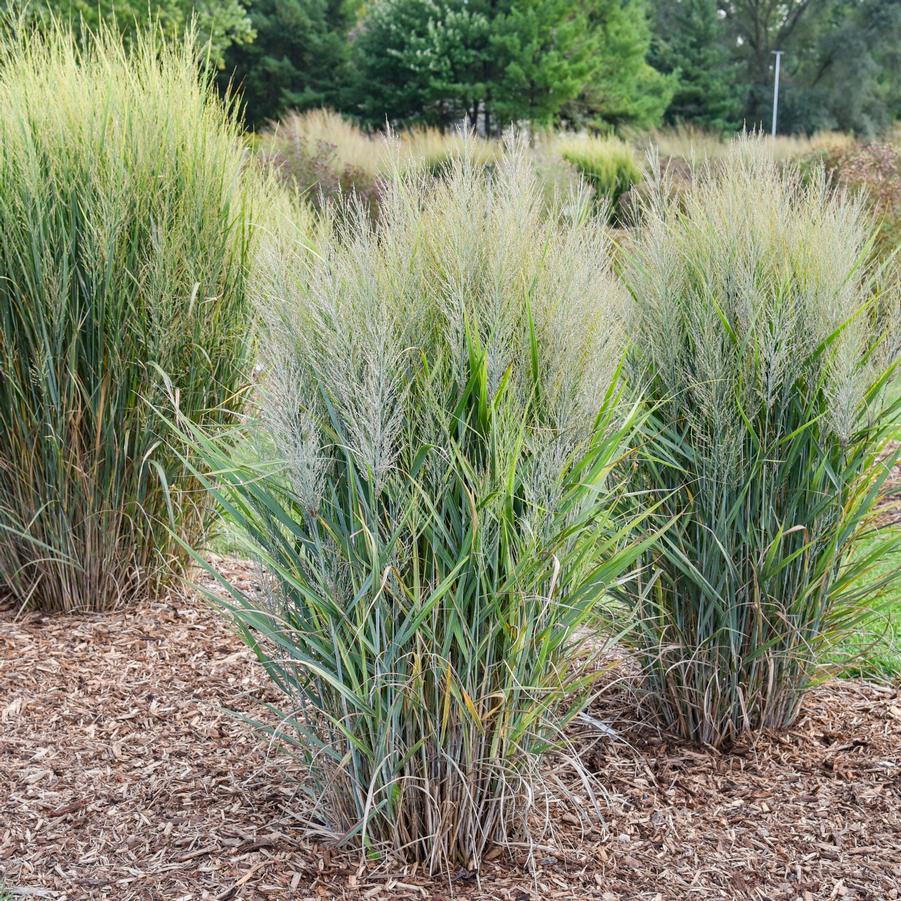 Panicum virgatum Smoking Gun