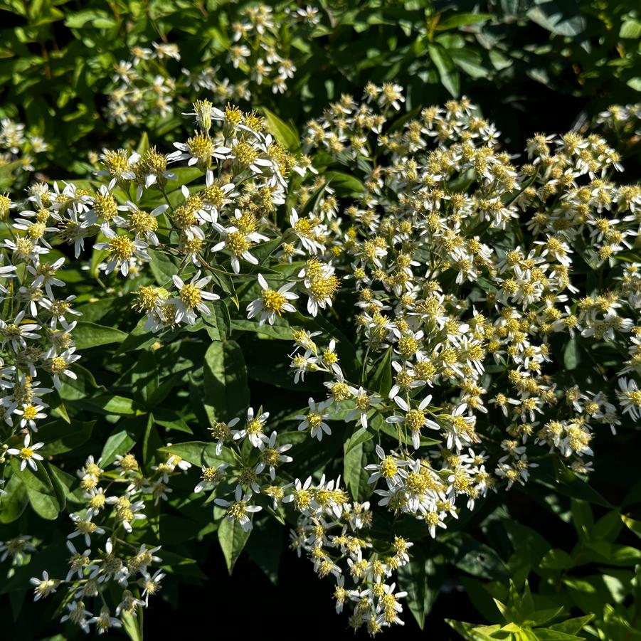 Aster umbellatus 