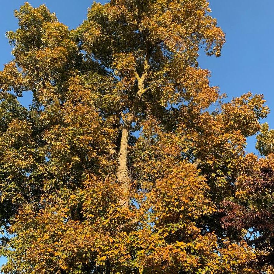 Carya ovata 