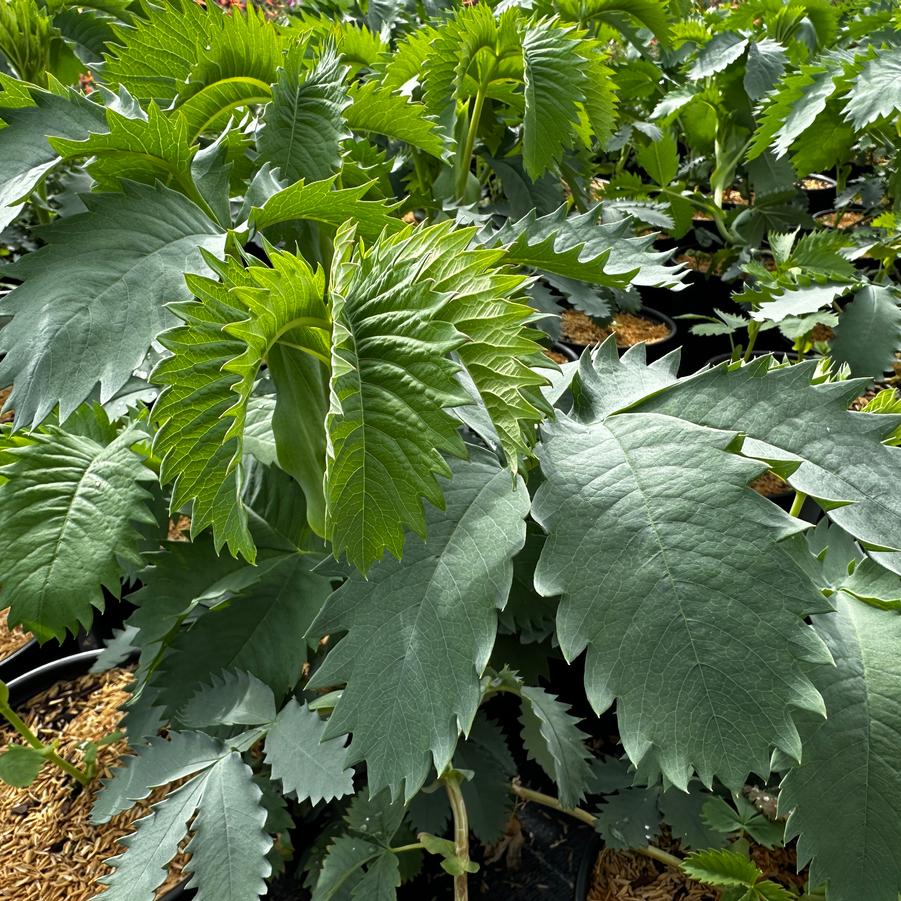 Melianthus major Antonow's Blue