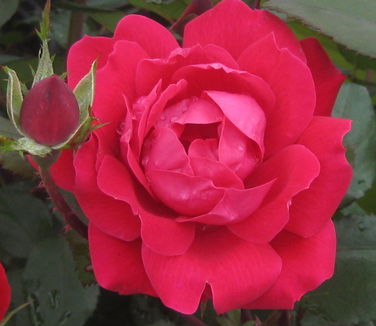Rosa Double Knock Out�