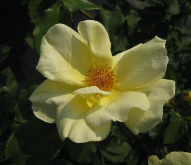 Rosa Sunny Knock Out® ('Radsunny')