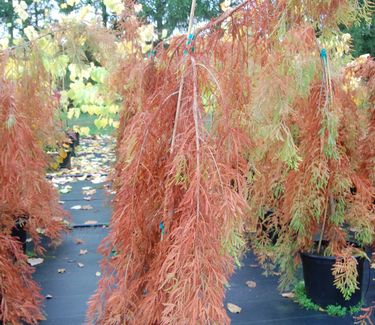 Taxodium distichum 'Fallingwaters' (Fall Color)