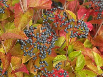 Viburnum dentatum Chicago Lustre