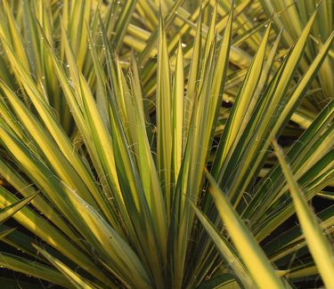 Yucca filamentosa 'Color Guard'