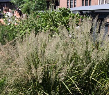 Calamagrostis brachytricha - Korean Feather Reed Grass (Highline NYC)