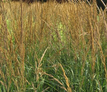 Calamagrostis x acutiflora 'Karl Foerster' 