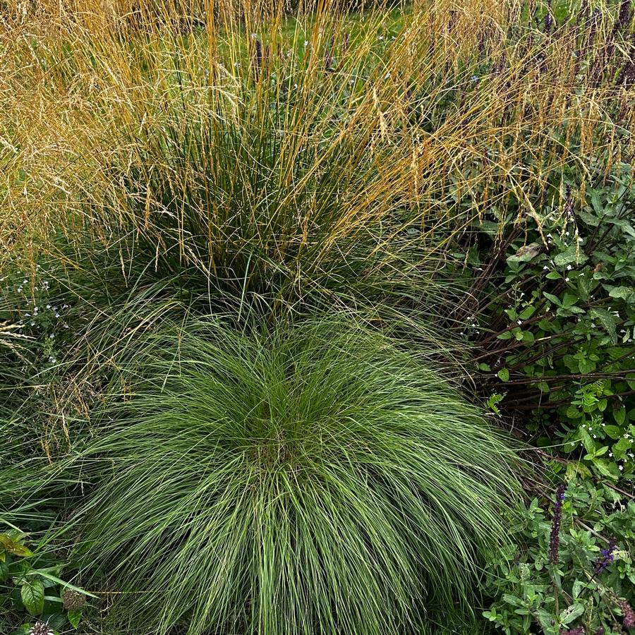 Deschampsia cespitosa - Tufted Hairgrass @ Mountain Top Arboretum