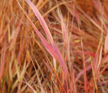 Hakonechloa macra 'Red Wind' ('Beni-Kaze') Fall Color