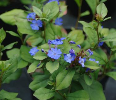 Ceratostigma plumbaginoides - Leadwort