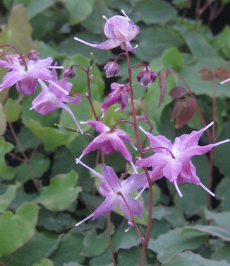 Epimedium grandiflorum Lilafee