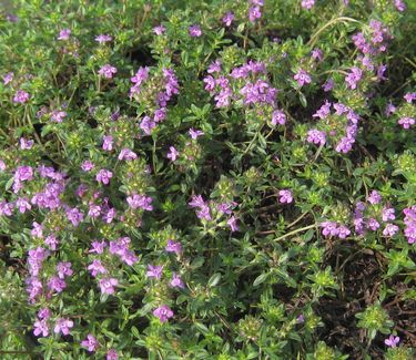 Thymus praecox 'Coccineus' - Creeping Thyme