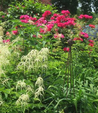 Aruncus dioicus w/ Rosa Knock Out