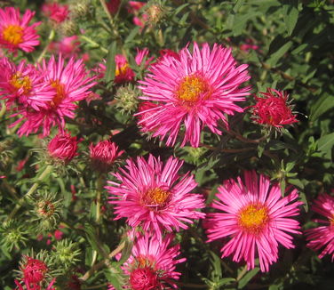 Aster novae-angliae Alma Potschke - New England Aster