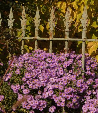 Aster oblongifolius Raydon's Favorite