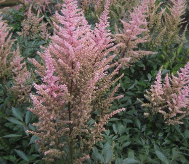 Astilbe x arendsii 'Erika'