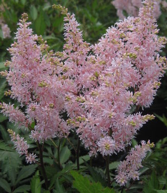 Astilbe x arendsii Peach Blossom 