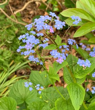 Brunnera macrophylla
