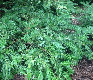 Cephalotaxus harringtonia 'Prostrata' - Prostrata Plum Yew