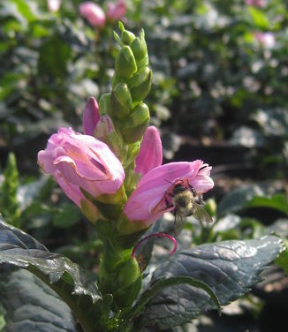  Chelone lyonii Hot Lips 