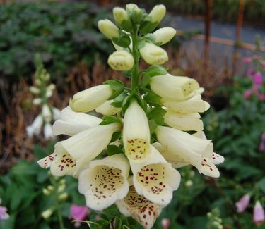 digitalis purpurea foxy