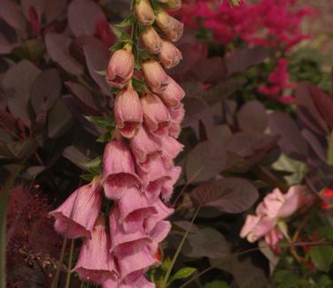 Digitalis x mertonensis