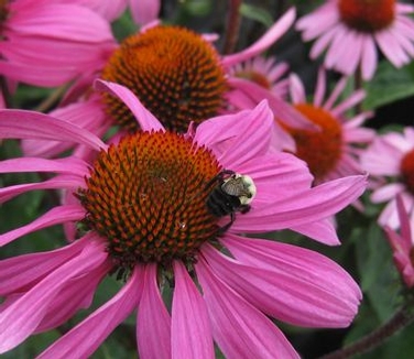 Echinacea purpurea Ruby Star