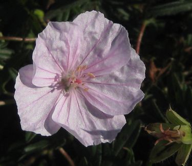 Geranium sanguineum var. striatum 