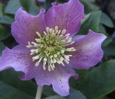 Helleborus x Brandywine™