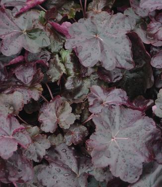 Heuchera x Obsidian