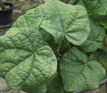 Cercis canadensis Little Woody