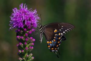 Liatris spicata 'Kobold' - Gayfeather