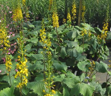 Ligularia stenocephala 'The Rocket'