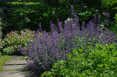 Nepeta x faassenii Walker's Low (@ Cornell)