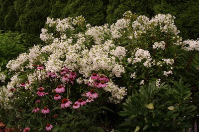 Phlox paniculata David 