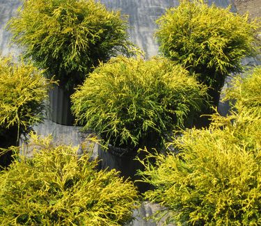Chamaecyparis pisifera filifera 'Goldthread'