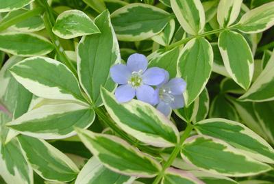 Polemonium reptans 'Stairway to Heaven' - Jacob's Ladder (Photo: North Creek Nurseries)