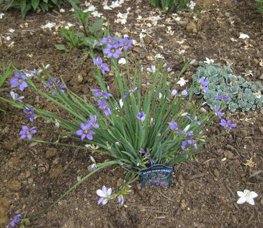 Sisyrinchium angustifolium Lucerne